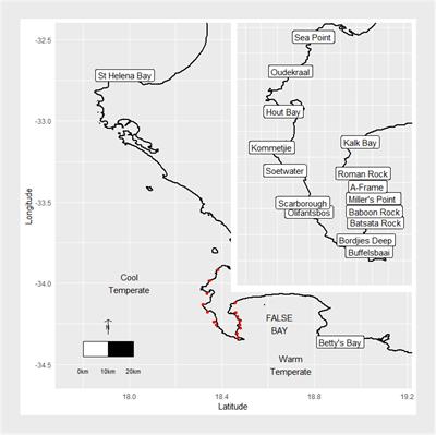 Investigating Waves and Temperature as Drivers of Kelp Morphology